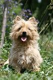 CAIRN TERRIER 579